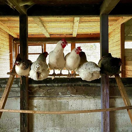 Agriturismo La Vecchia Chioderia Grandola ed Uniti Kültér fotó
