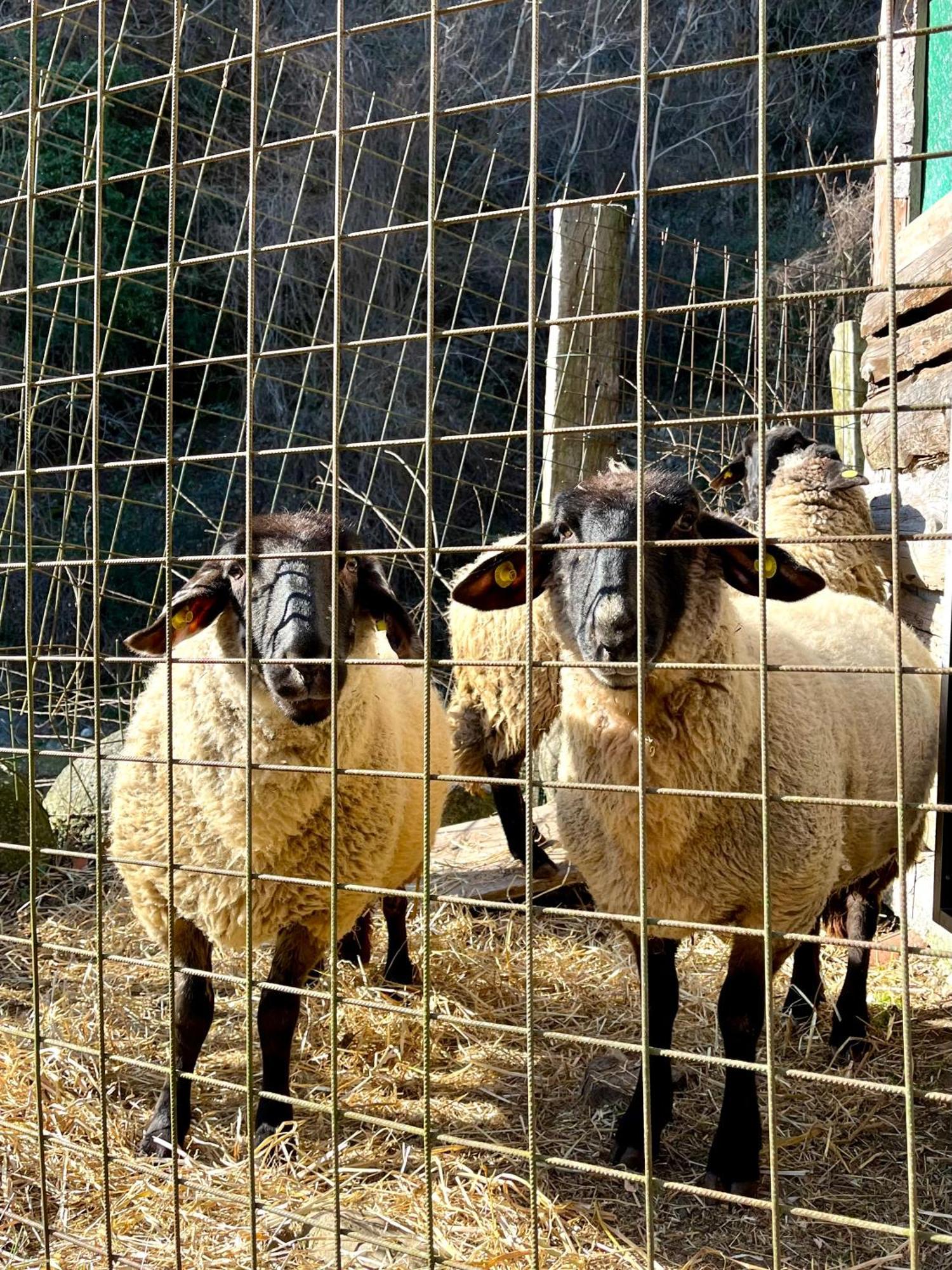 Agriturismo La Vecchia Chioderia Grandola ed Uniti Kültér fotó