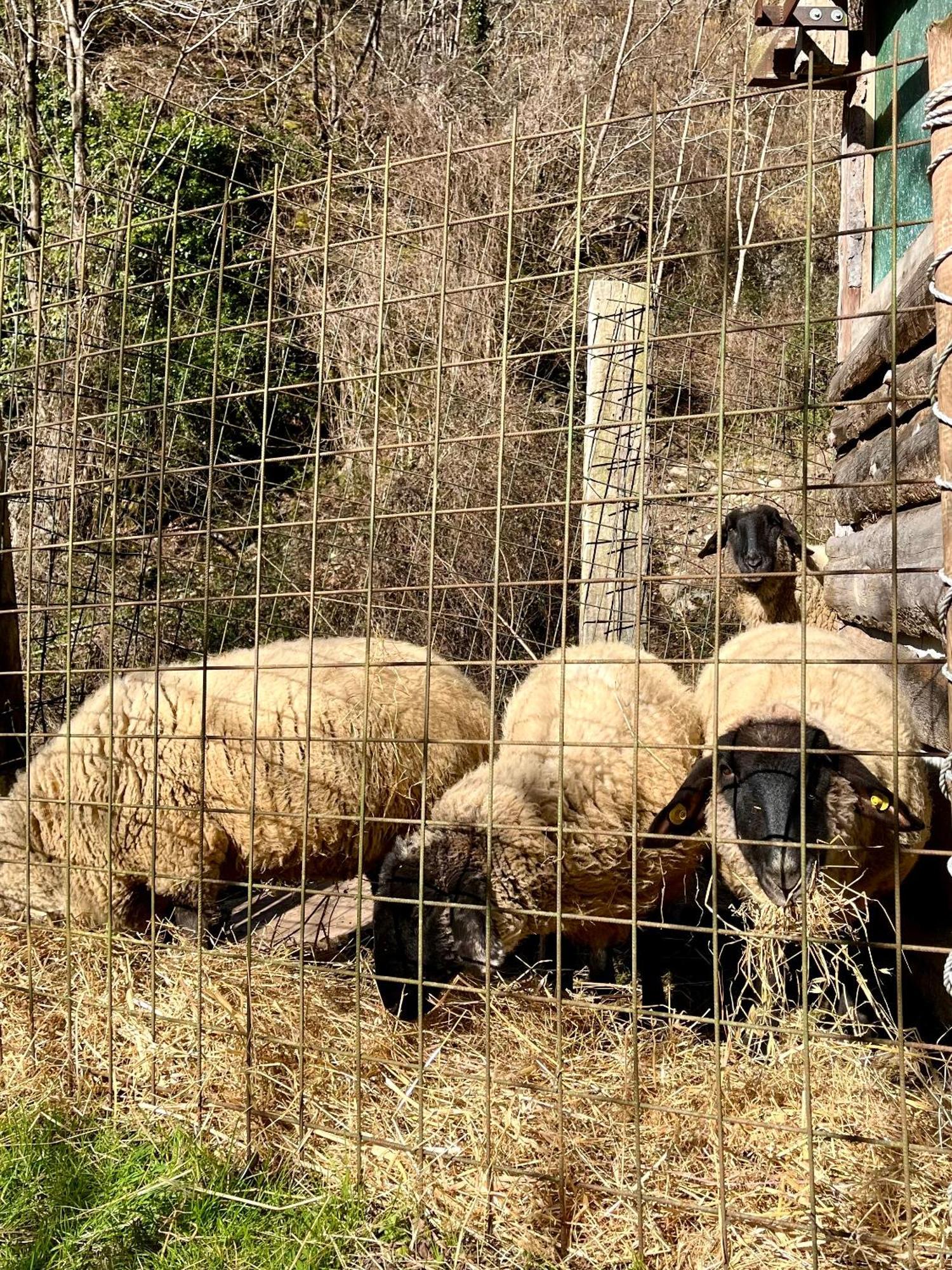 Agriturismo La Vecchia Chioderia Grandola ed Uniti Kültér fotó