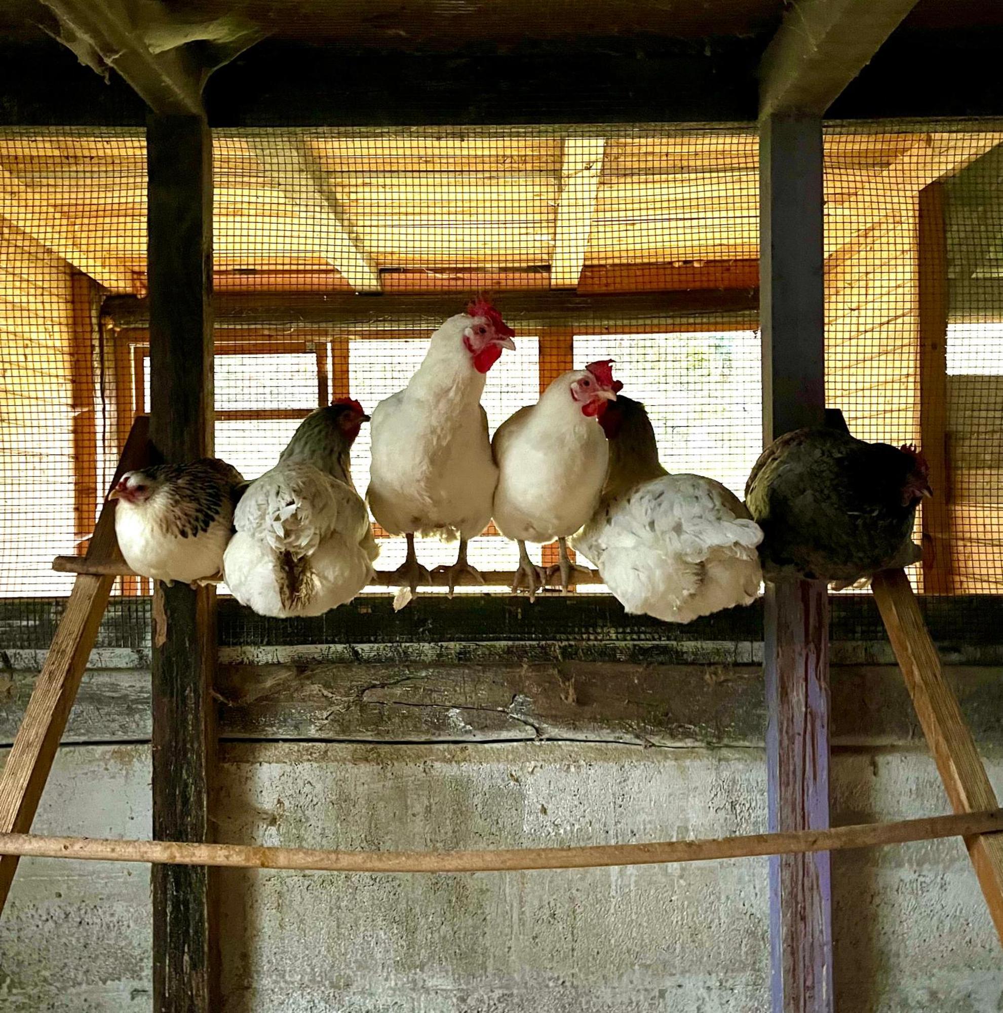 Agriturismo La Vecchia Chioderia Grandola ed Uniti Kültér fotó